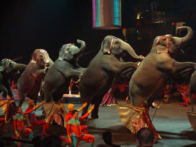 ¿Qué fue de los animales que &quot;trabajaban&quot; en el circo?
