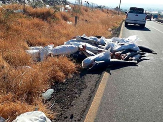 298 tiburones muertos sobre carretera de Michoacán