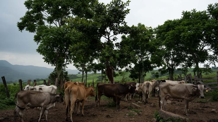 Gobierno del Edomex implementa acciones para la contención del gusano barrenador