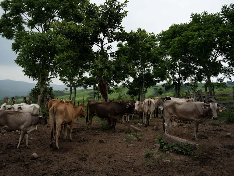 La Secretaría del Campo sostuvo una reunión con 100 representantes de organizaciones y productores ganaderos del Edomex para la implementación de acciones preventivas para la contención del gusano barrenador.