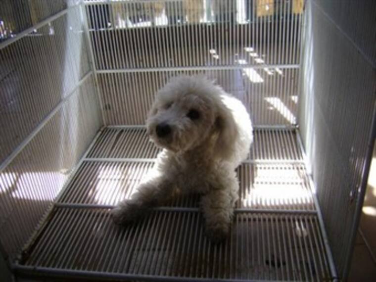 Perros con problemas de conducta.'El reino animal' con Marielena Hoyo