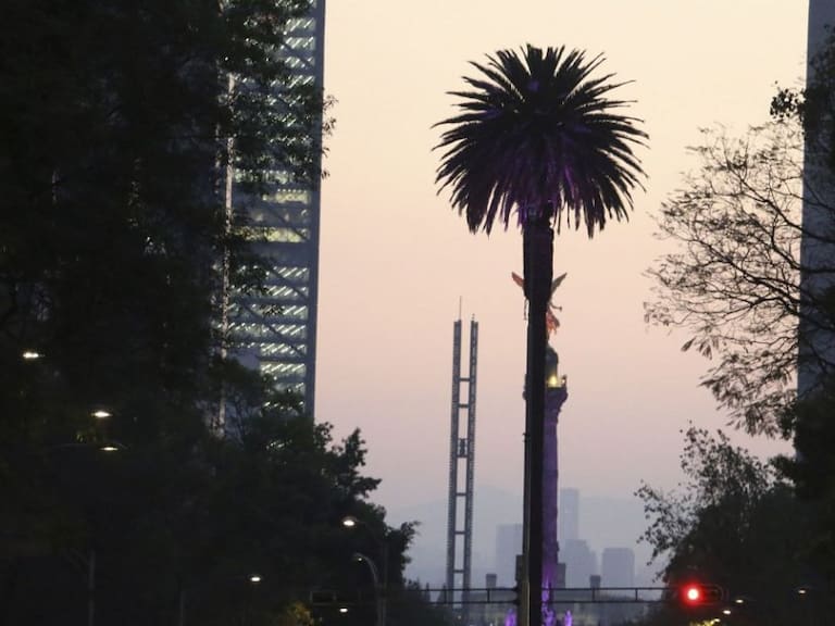 La emblemática Palma de Paseo de la Reforma será retirada el domingo