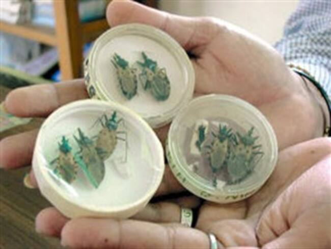 Combaten epidemia de chinches en EU