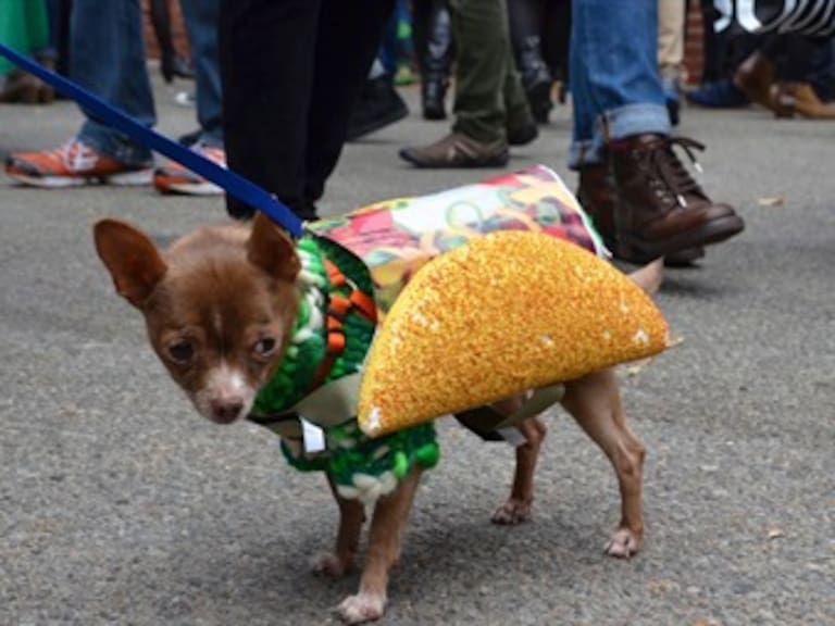 El increíble desfile anual de perros disfrazados en Nueva York