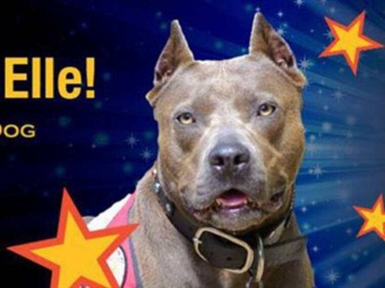 Perros ganadores.'El reino animal' con Marielena Hoyo