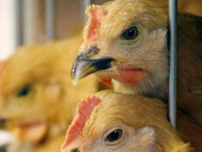 Sacrifican aves en Hong Kong ante brote de gripe aviar