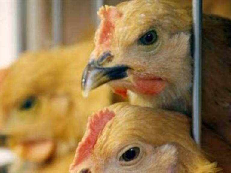 Sacrifican aves en Hong Kong ante brote de gripe aviar