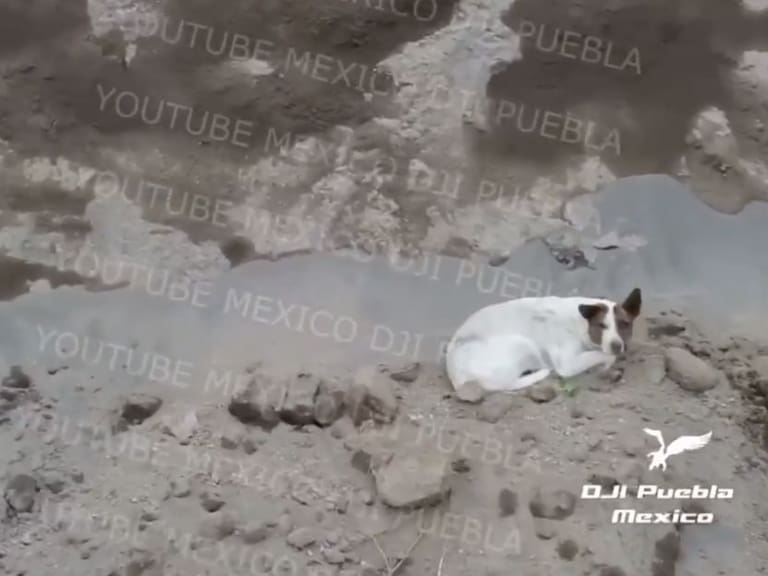Dron descubre a un nuevo perrito atrapado en el socavón de Puebla