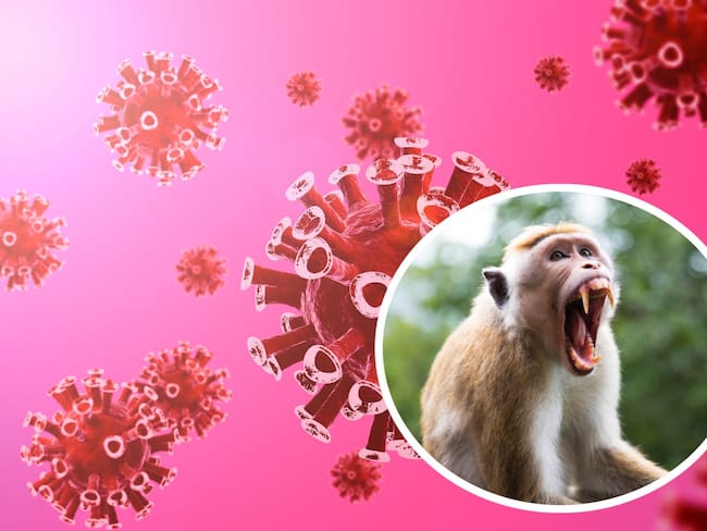 ¿Qué es el Virus B? Hombre se contagia tras ataque de mono en Hong Kong