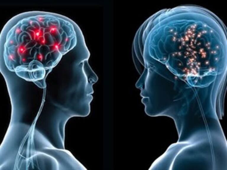 ¿Sabías que los hombres tienen un 16 % más de neuronas que las mujeres?