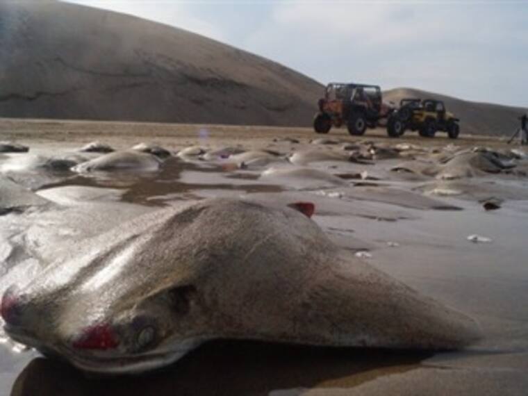 Muerte agresiva a los animales.El reino animal' con Marielena Hoyo