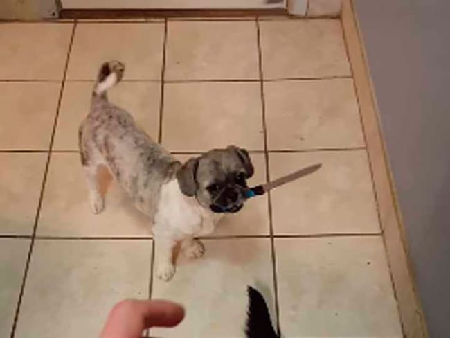 Perro “amenaza” a su dueño con un cuchillo
