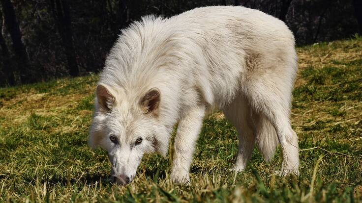 ¿Cómo eran los Lobos Terribles hace 10 mil años? Colossal Biosciences revivió la especie ‘Canis dirus’