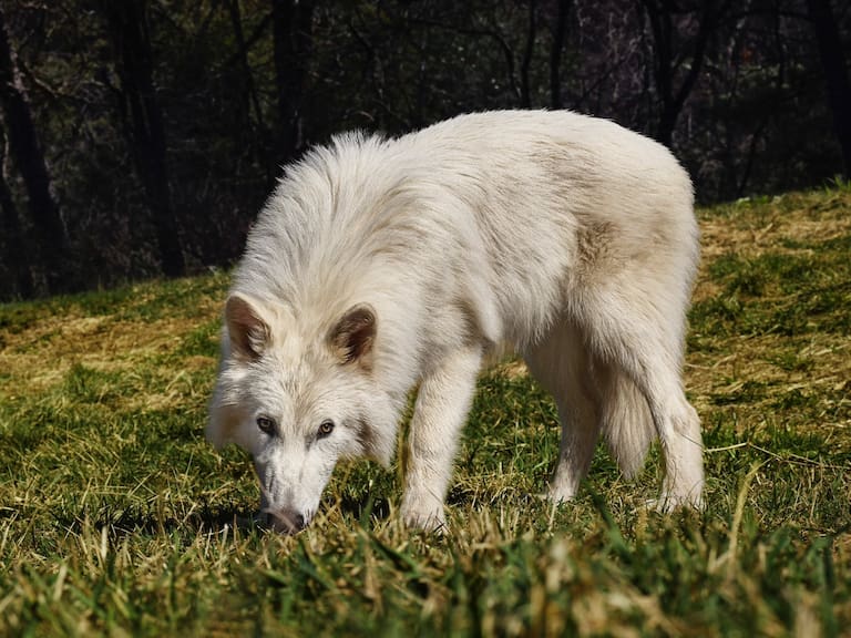 El lobo terrible (Canis dirus) era un pariente lejano del lobo gris actual. Colossal Biosciences revivió la especie con biotecnología.