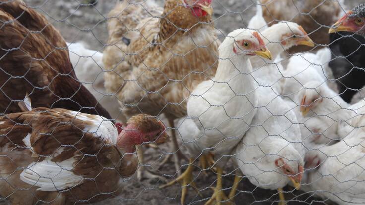 Muerte de paciente en México no se atribuye a gripe aviar: OMS