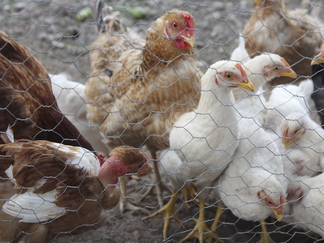 Muerte de paciente en México no se atribuye a gripe aviar: OMS