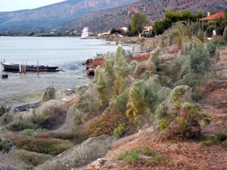 Telaraña gigante cubre playa en Grecia