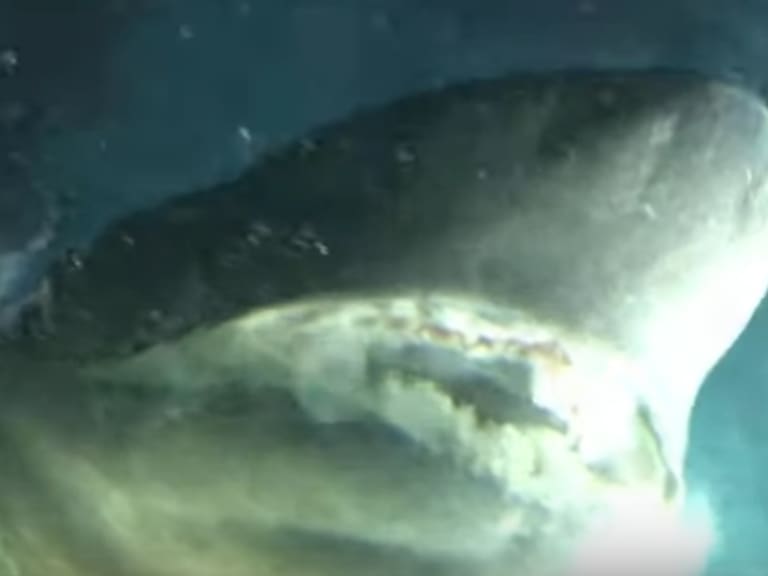 Captan a tiburón más antiguo que los dinosaurios en el Golfo de México