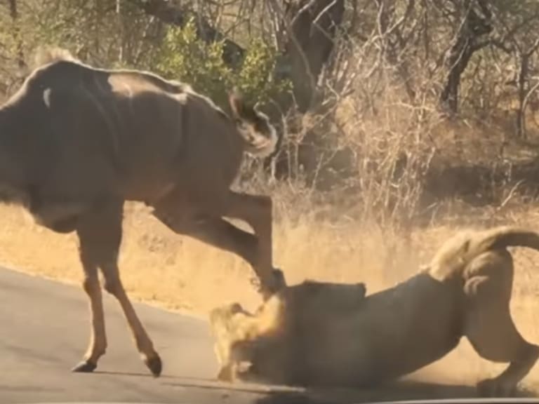 Automovilistas captan a antílope luchando por su vida ante un león