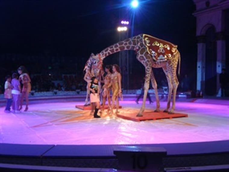 Inicia debate por prohibición de animales en circos