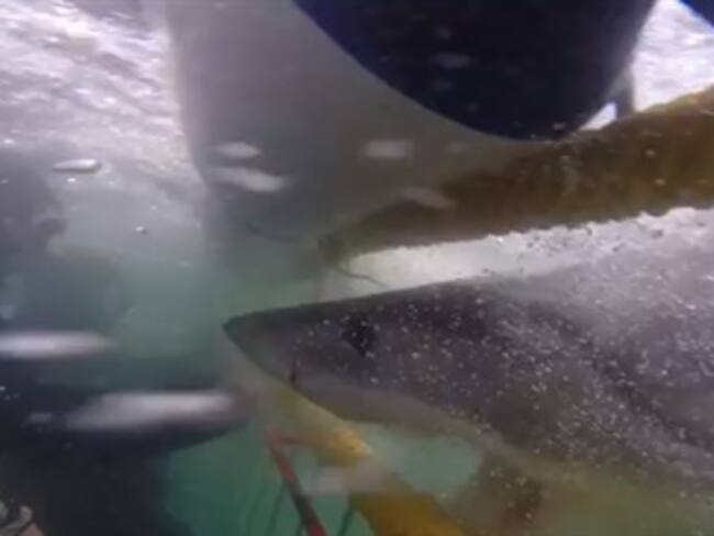 Buzos por poco y no escapan del ataque de un tiburón blanco