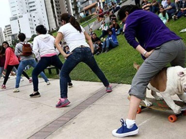Bulldog rompe récord Guinness encima de una patineta