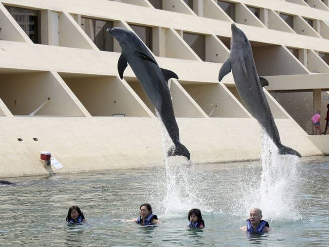 Ley que erradica uso de delfines y mamíferos marinos en espectáculos es aprobada por diputados