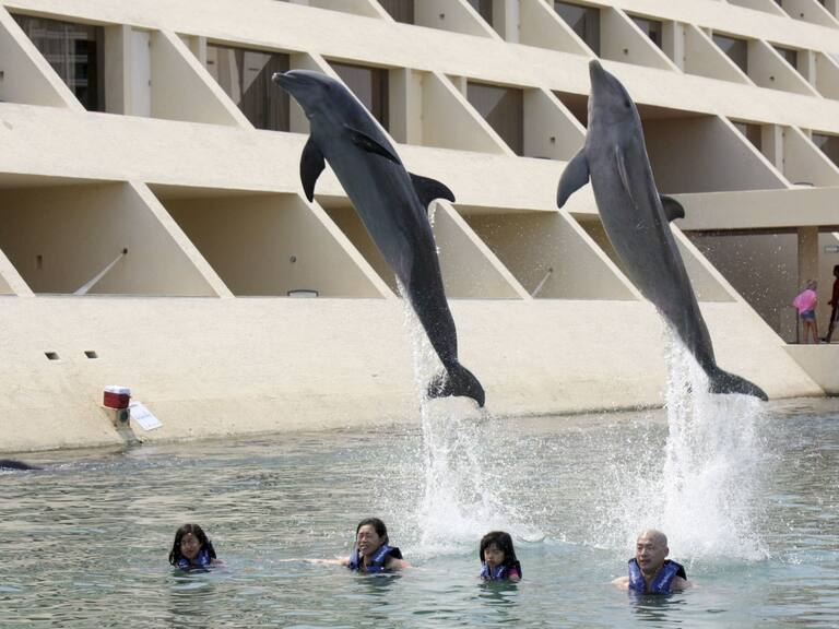 Delfines no podrán ser usados en espectáculos