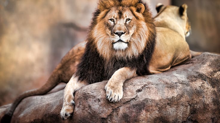 Día internacional del León: un día para proteger al “rey de la selva”