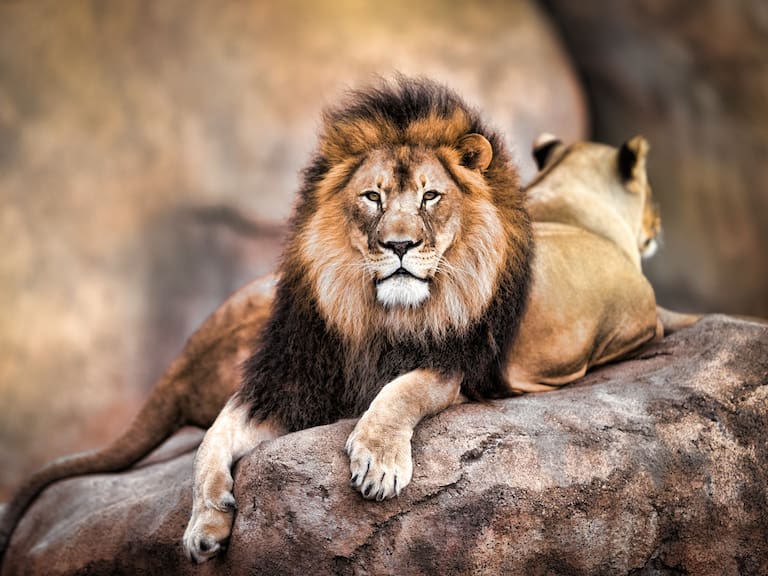 Mx - Día Internacional del León.