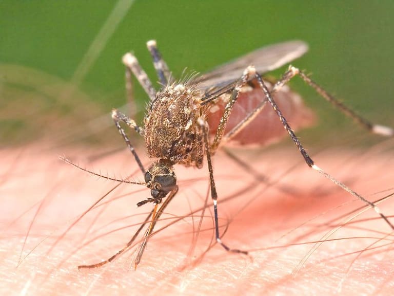 Secretaría de Educación descarta brotes de Dengue en escuelas