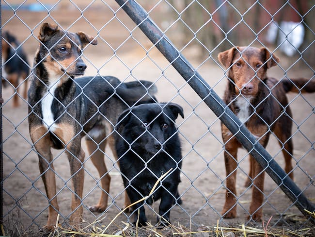 Sacrificio masivo de perros en Tecámac genera controversia; senadora responde