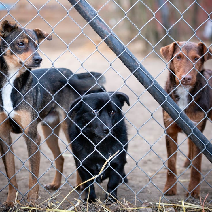Sacrificio masivo de perros en Tecámac genera controversia; senadora responde