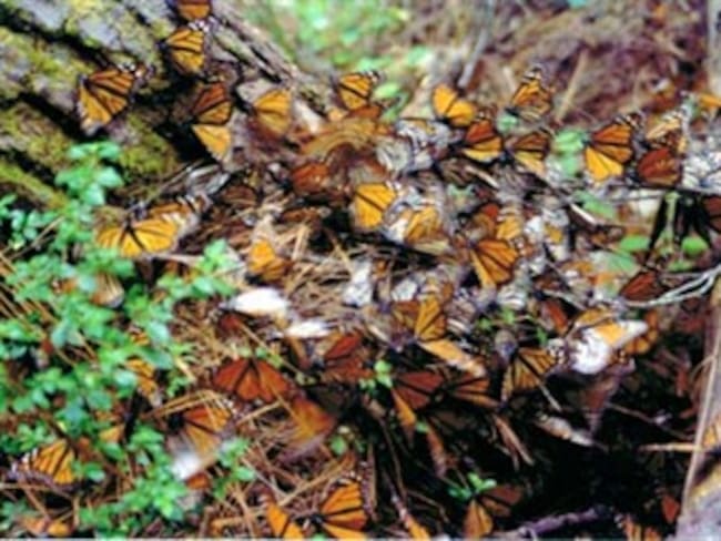 Inicia éxodo de mariposa monarca