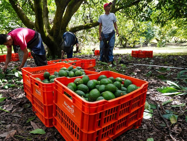 Suspensión a exportación del aguacate no es problema comercial con EE.UU., es por inseguridad, sobre todo en Michoacán: CMA