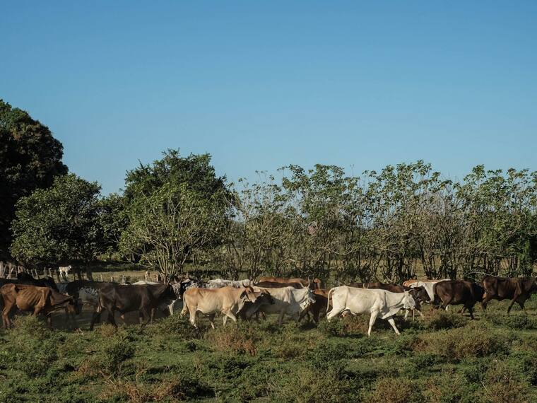 Implicaciones a la ganadería mexicana por amenaza de Trump