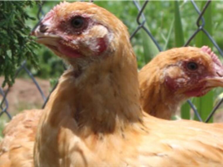 Conoce los beneficios del pollo orgánico