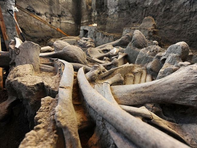 Encuentran en Tultepec restos de mamut ¡con 14 mil años de antigüedad!
