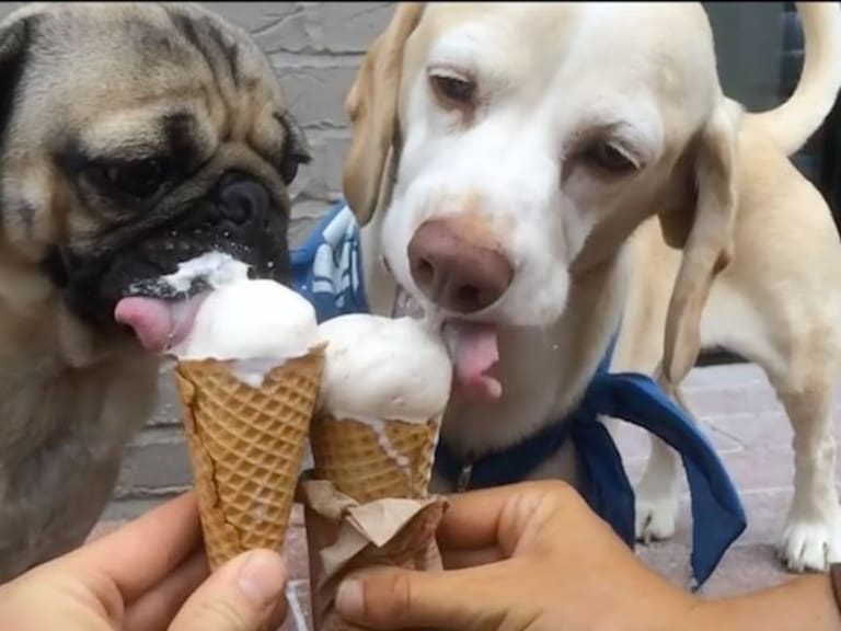 ¡Conoce la primera heladería para caninos!