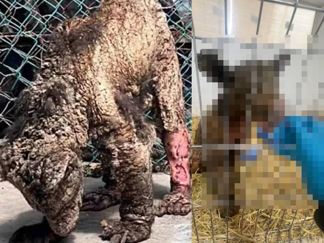 Así se ve la osa Mina después de tres semanas en la Fundación Invictus