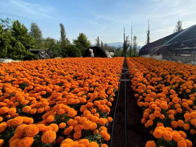 Promete Brugada apoyo a productores y floricultores de Xochimilco