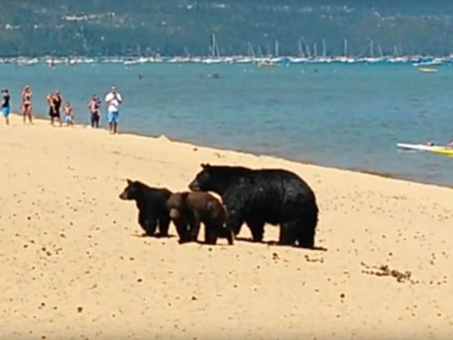 Familia de osos sorprende a vacacionistas en EE.UU.