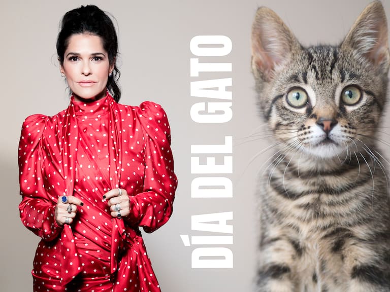 Día internacional del gato