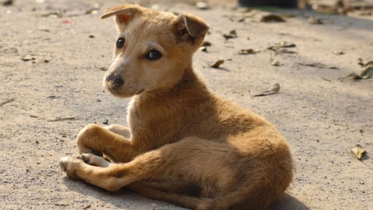 Declaran al perro caramelo como raza 100% mexicana; ¿Qué significa esto?