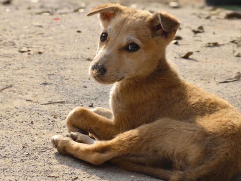 Mx - Caramelo, perro de raza mexicana