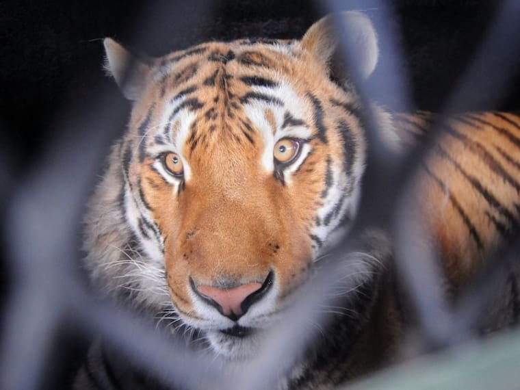 Las facultades de la institución pública para la protección de los animales. Su actuar en el caso Black Jaguar White tiger, el proceso, lo que falta