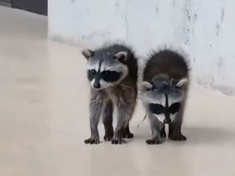 La aparición de los mapaches bebés han cautivado a la comunidad universitaria.