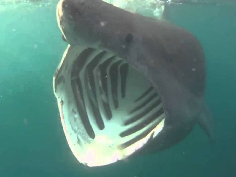 Captan a uno de los tiburones más grandes del mundo en costas del mar