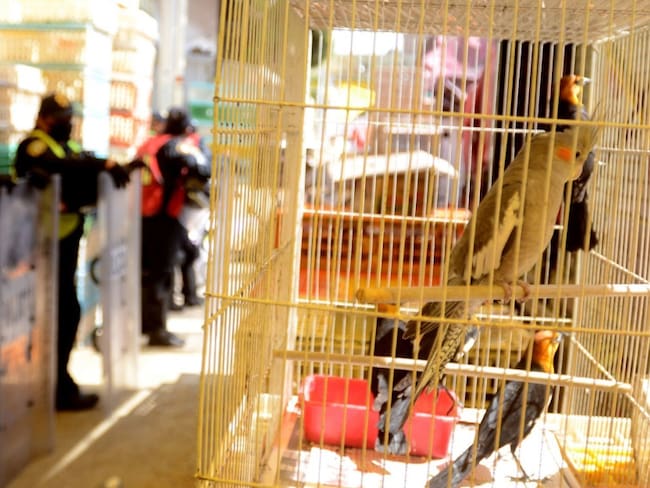 Prohiben la venta de animales en mercados y puestos ambulantes