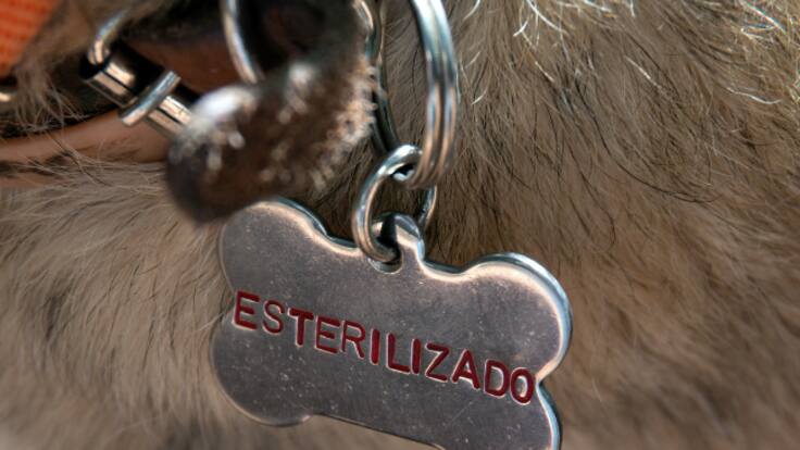 Xochimilco realizará jornada gratis de esterilización para perros y gatos: Estos son los requisitos